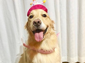 ４歳おめでとう　ゴールデンの「麦野」は優しいお姉さん