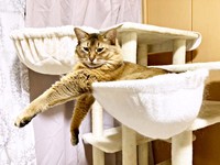 ハンモックから両前足をぐーんと伸ばしてくつろぐ瑠偉ちゃん（画像提供：うにねこさん）