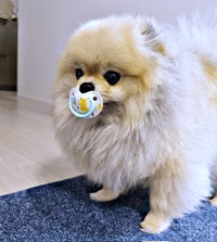 「バブすぎる」 。おしゃぶりをくわえたボスくん（画像提供：ポメラニアン ボスさん）