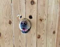 ひょこっ！（画像提供：ロキの相方さん）