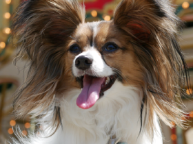 バースデー旅行で元気いっぱいの笑顔　パピヨンの「カイ」