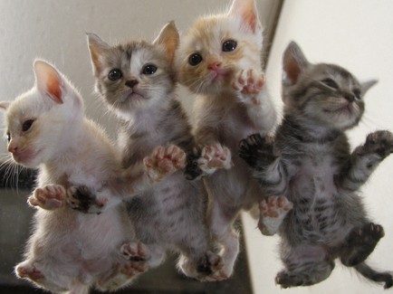 猫様に見下ろされる気分？　マニアックな写真集「ネコの裏側」