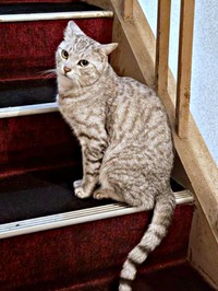 あざとかわいい表情とポーズで飼い主さんをメロメロにするしじみくん（画像提供：しじみとんさん）