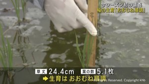 宮城県で今シーズン初　稲の生育調査　生育おおむね順調