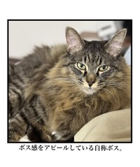 【漫画】『自称ボス猫VS最強猫！結果は…！？』14（まんぼう！さん提供）