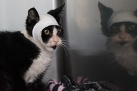 入院している病院の院長先生に引き取られることになったウッキーくん。保護をした岡本さんも喜んでいる（提供写真）