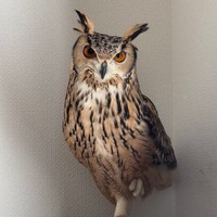 飼い主の方をじっと見つめているはっさく（提供：momozukuさん）
