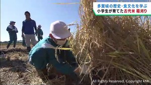 小学生が自ら育てた古代米の稲刈り　宮城・多賀城市