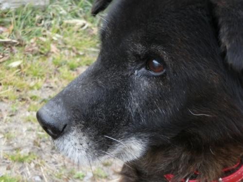 「老犬ホーム」という選択　犬も飼い主も高齢化の中で