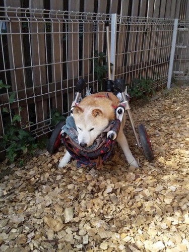 脚をグンと踏ん張りながら、ウッドチップをフミフミ。日なたぼっこしながら寝る直前（提供：あすかさん）