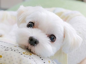 手術を乗り越え回復　もうすぐ10歳になるマルチーズの「小雪」　これからも健やかに