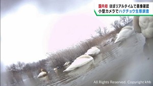 ハクチョウにカメラとＧＰＳを装着　リアルタイムで渡り鳥の実態調査　宮城・伊豆沼