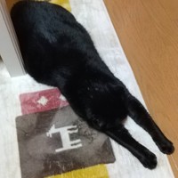 今日はママがいるにゃ、幸せだにゃ