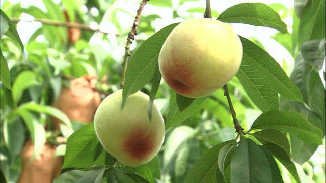 露地栽培の桃「はなよめ」の出荷始まる　出来は例年以上　岡山・倉敷市