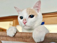 すくすく成長し、1歳を迎えた福くん（画像提供：888さん）