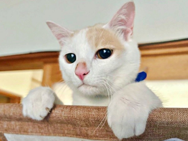 すくすく成長し、1歳を迎えた福くん（画像提供：888さん）