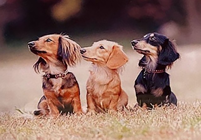 ゆずちゃんとのご縁を繋いでくれた先住犬たち