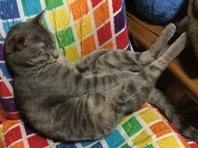 お気に入りの椅子でくつろぐ　保護猫の「五右衛門」