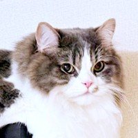 想像以上に溶けた姿が注目を集めたたおくん（画像提供：たおとるねさん）