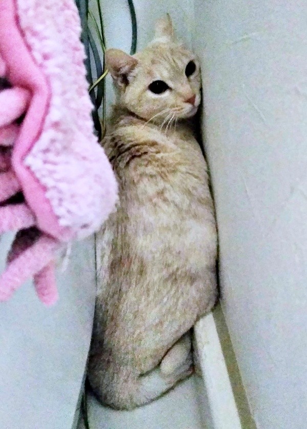 おうちに来て間もない頃、まだ怯えていたアメリちゃん（画像提供：cittaちゃん）