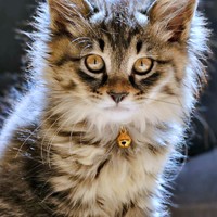 スーパーサイヤ人！？ 発光しているように見えるもなかちゃん（画像提供：おはぎともなかと時々オトンさん）