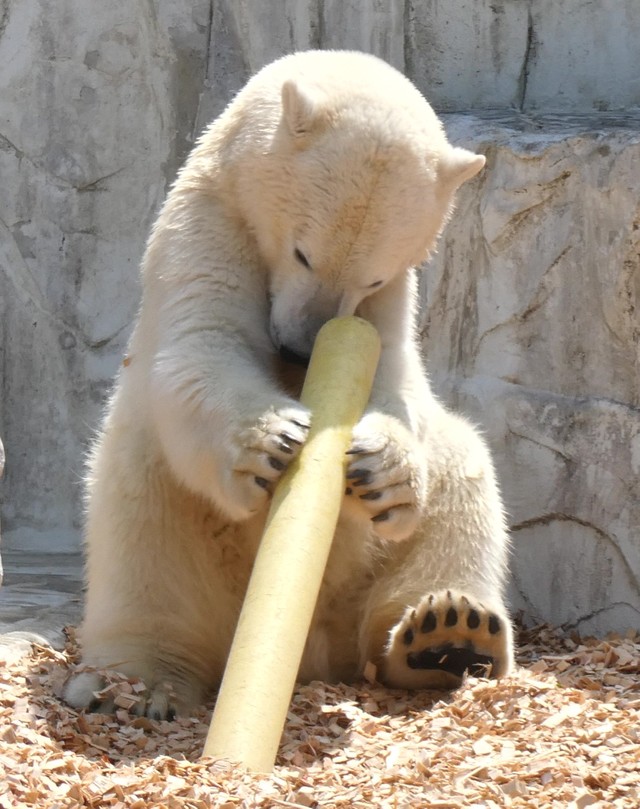 何か入ってる！けど取れない‼（2023.4 東山動植物園）