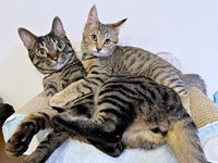 仲良し兄弟になった（左から）るなちゃん、こまちゃん（画像提供：むぎさん）