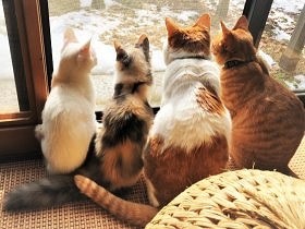不用な猫を入れる檻を撤去　「小さな命を大切にする村」目指して