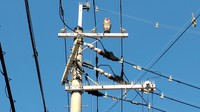 電柱の上にフクロウ？