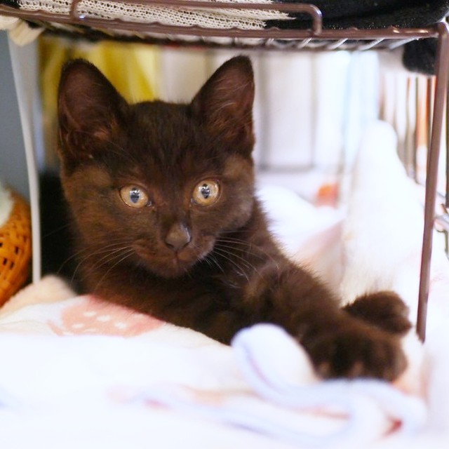 子猫時代、あどけない表情がかわいらしいすーちゃん（画像提供：すーちゃんさん）