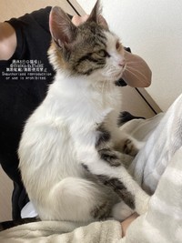保護時、生後推定8カ月だったねこさん（画像提供：週休8日の猫吸いさん）