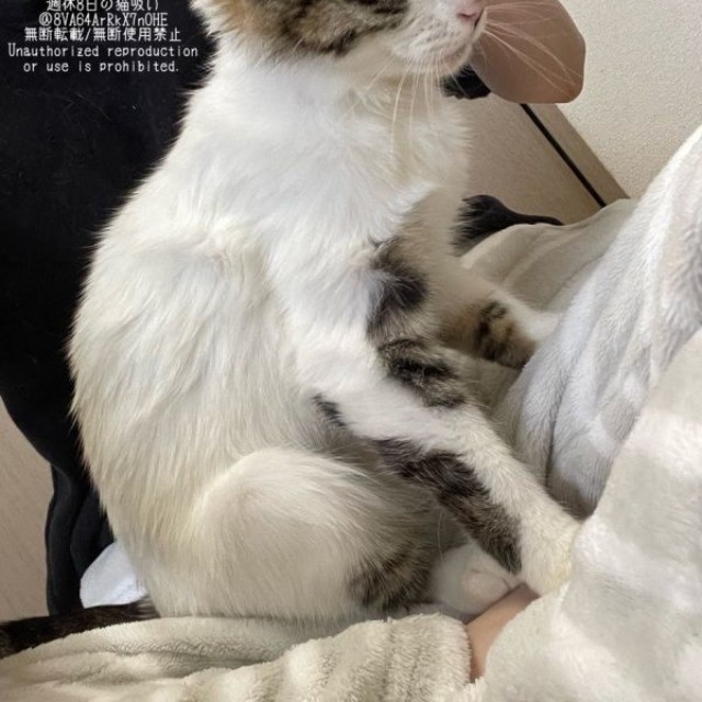 保護時、生後推定8カ月だったねこさん（画像提供：週休8日の猫吸いさん）