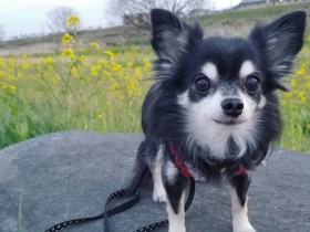 道行く人にも愛想をふりまく、愛されキャラ　チワワ「くり」