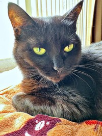 日向ぼっこするかのさん（画像提供：雲母あおさん）