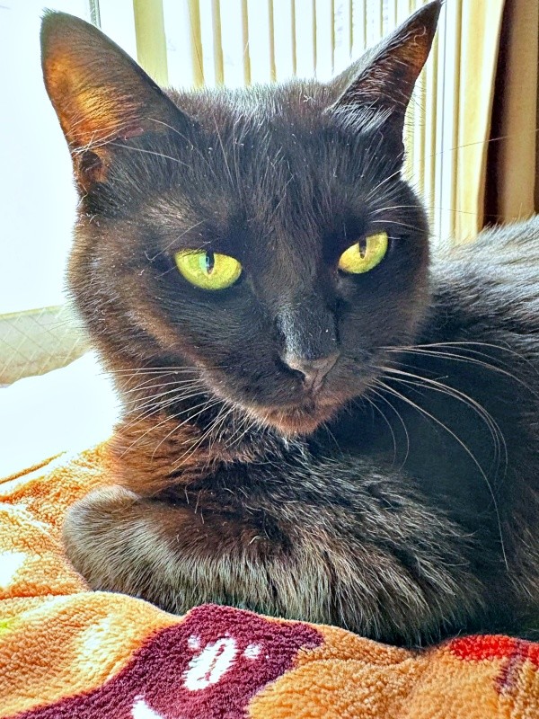 日向ぼっこするかのさん（画像提供：雲母あおさん）