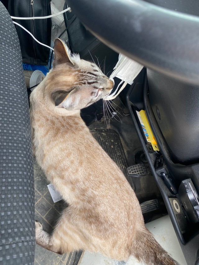 まさかの車内に入ってきた！（提供：銀八雲さん）