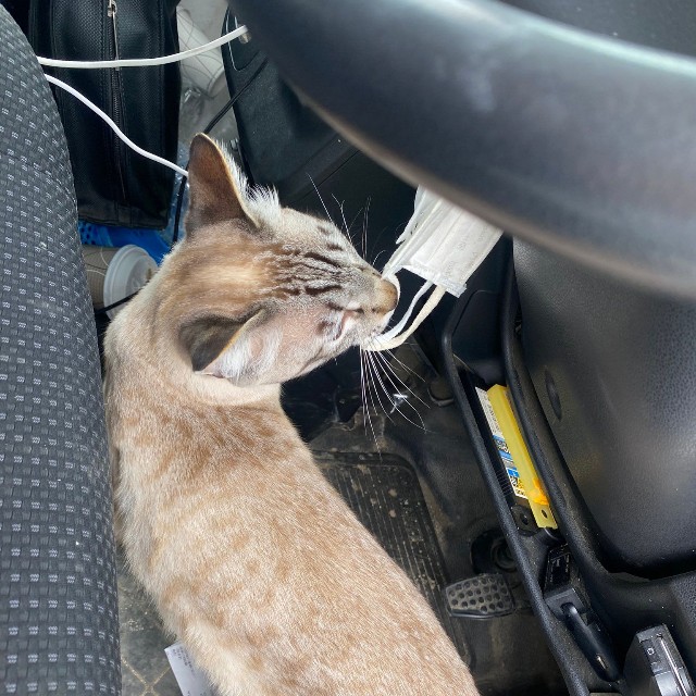 まさかの車内に入ってきた！（提供：銀八雲さん）