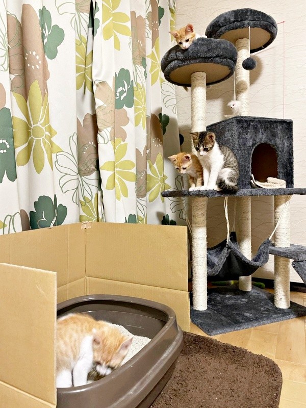 生後3カ月ごろの様子。トイレの様子をみんなで見守っています（画像提供：たちつてとさん）