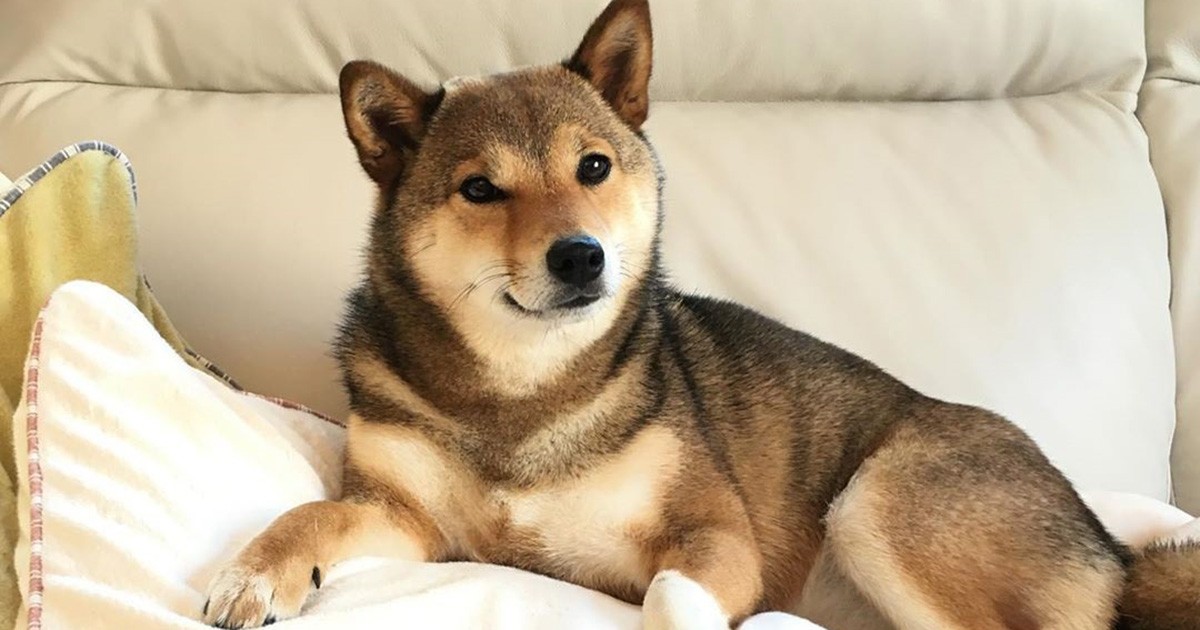 太陽のような笑顔の人懐っこい柴犬 つくし 我が家の宝物 犬 猫との幸せな暮らしのためのペット情報サイト Sippo
