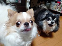 仲良く暮らす玉緒ちゃん（左）、姉犬のヲトコさん（右）（画像提供：えちごやとちわわさん）