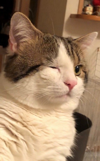 実はウインクもできる？ライちゃん（提供写真）