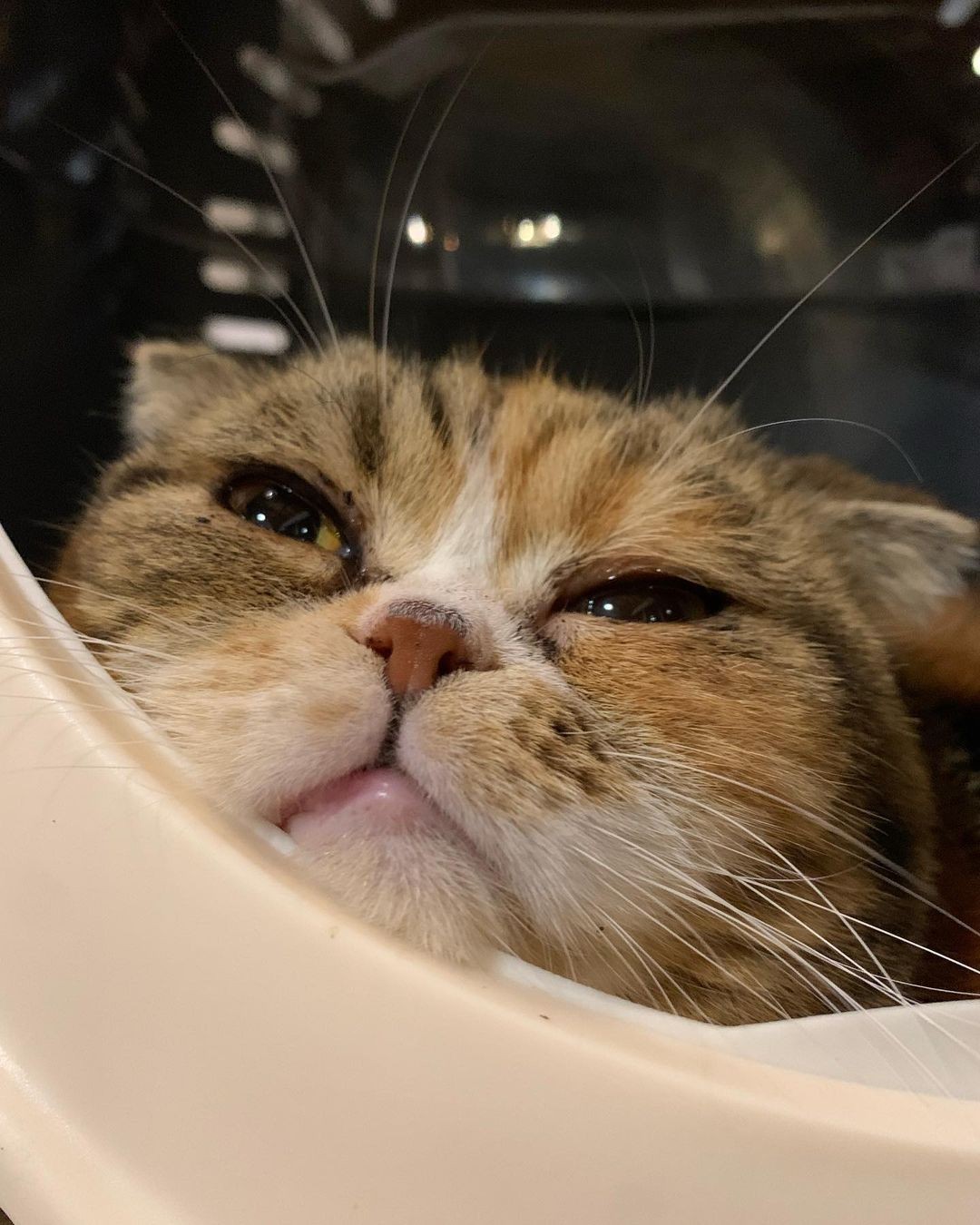 猫　　最終値下げしました！ ショップでどんどん値下げされていく猫 「最終値下げ」のその先