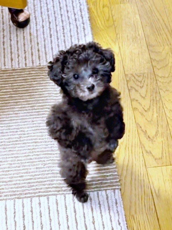 ごはんを待ちきれず二足歩行になったエマちゃん（画像提供：エマです！さん）