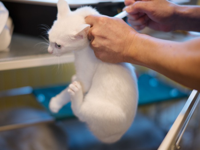 「僕ルーク。ワクチンだって、先生ちょっと何すんの」（小林写函撮影）