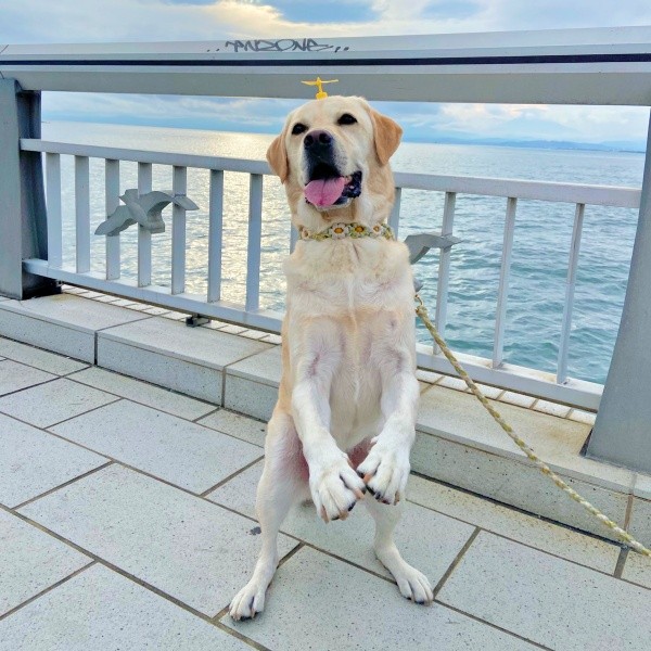 今にも飛んでしまいそう！ 頭にタケコプターをつけたロキくん（画像提供：ロキの相方さん）