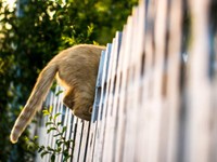 猫を撫でると幸せホルモン。「王子様と王様」なしでは生きていけない