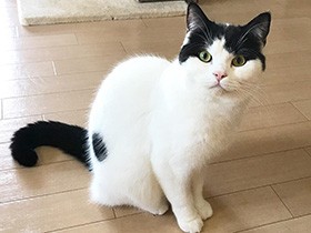 ぶんぶん尻尾でおしゃべり　おちゃめなスコティッシュ「豆蔵」