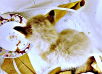 保護した時、生後3週間ほどだった柱太郎くん（画像提供：ミキサーさん）