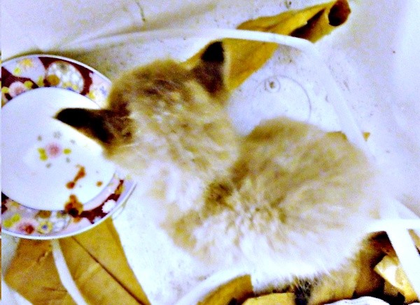 保護した時、生後3週間ほどだった柱太郎くん（画像提供：ミキサーさん）