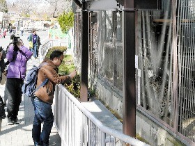ガラス越しにトラが接近　東山動植物園リニューアル